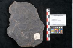 Foto (Objekt + Etikett) von Ceratopetalum vivulare Ettingshausen (NHMW-GEO-2024-0188-10244)